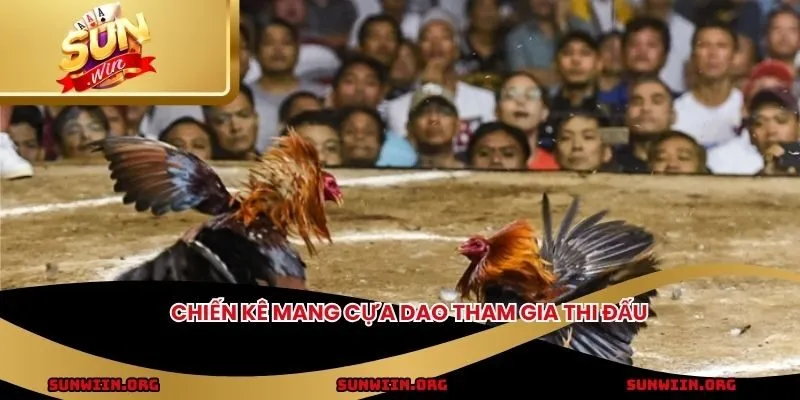 Chiến kê mang cựa dao tham gia thi đấu