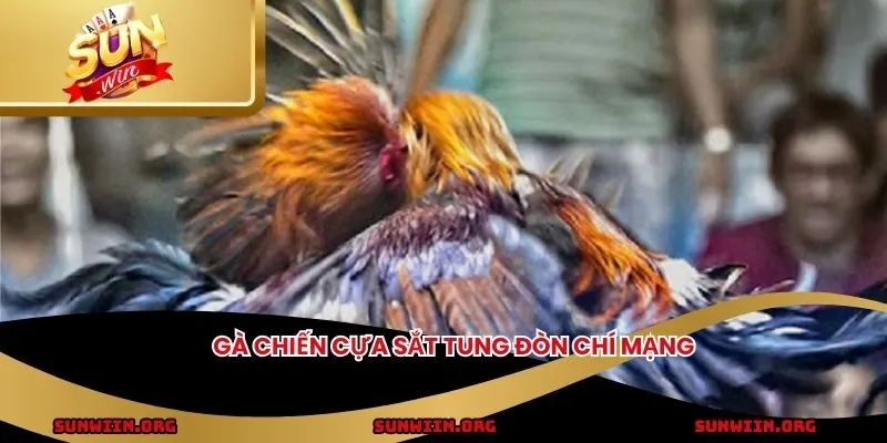 Gà chiến cựa sắt tung đòn chí mạng