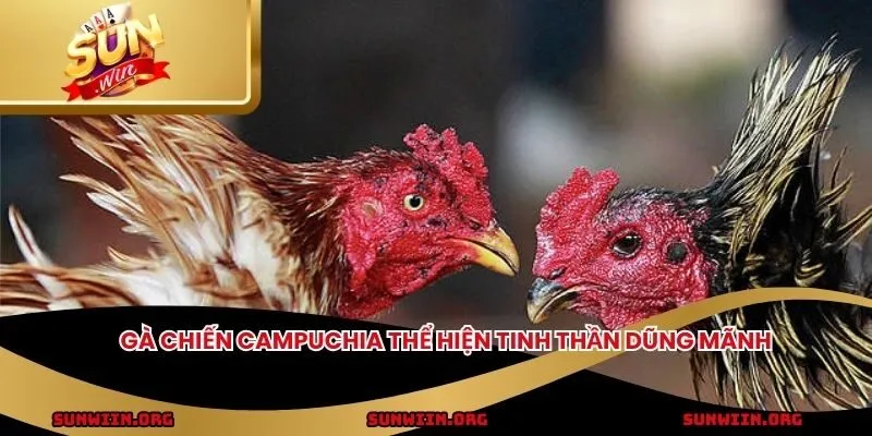 Gà chiến Campuchia thể hiện tinh thần dũng mãnh