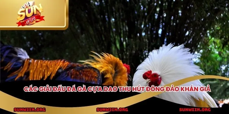 Các giải đấu đá gà cựa dao thu hút đông đảo khán giả