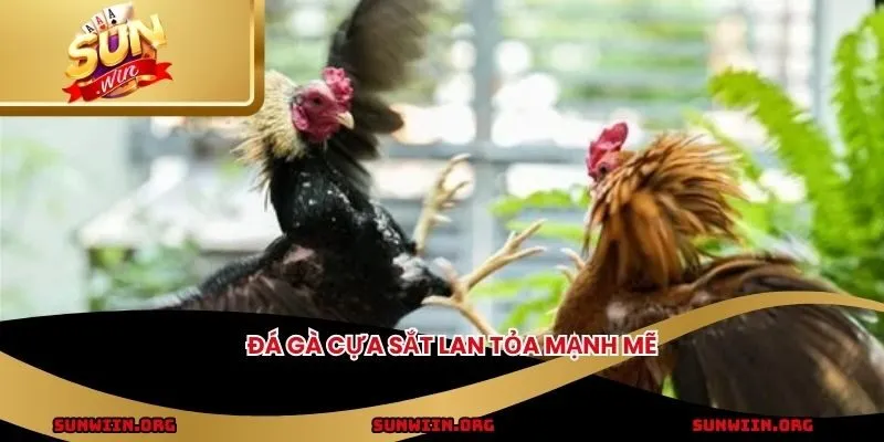 Đá gà cựa sắt lan tỏa mạnh mẽ