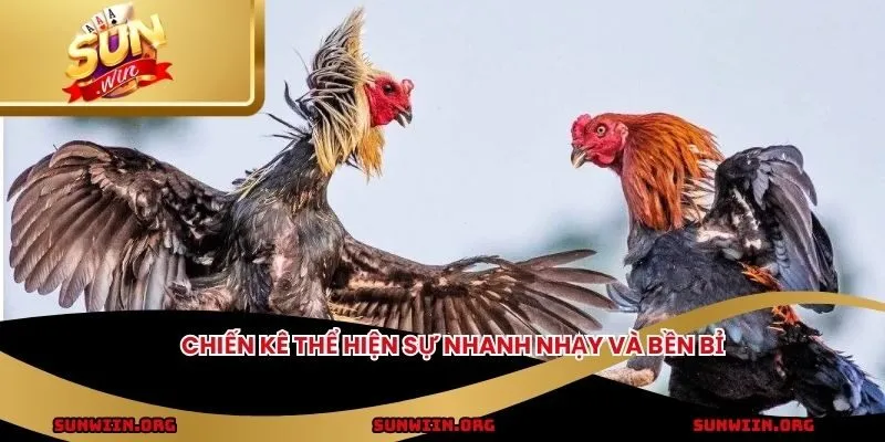 Chiến kê thể hiện sự nhanh nhạy và bền bỉ