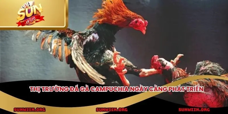 Thị trường đá gà Campuchia ngày càng phát triển